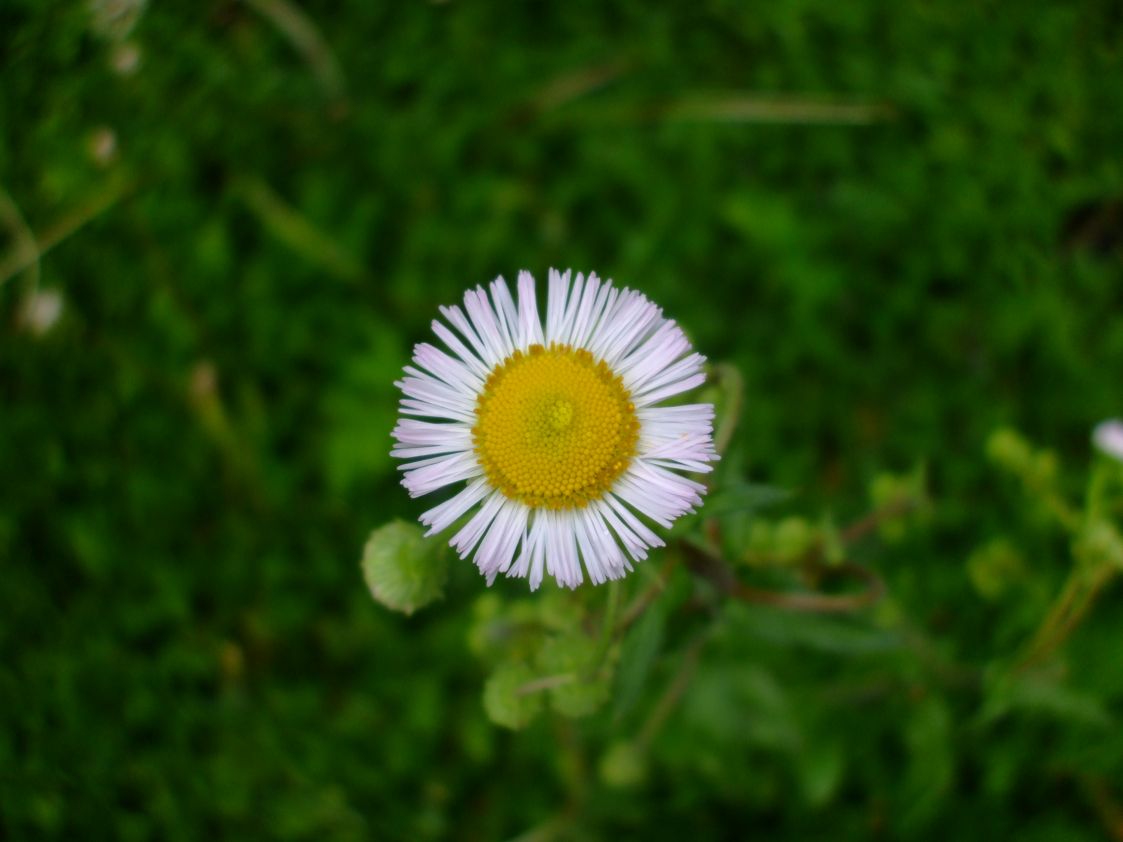 Erigeron philadelphicus